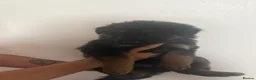 German Shepherd dogs for sale: Long haired German shepherd puppies  - Advert 8