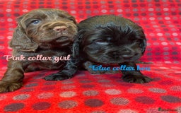 Cocker Spaniel dogs for sale: KC registered working cocker spaniels ready 23/11 - Image 6