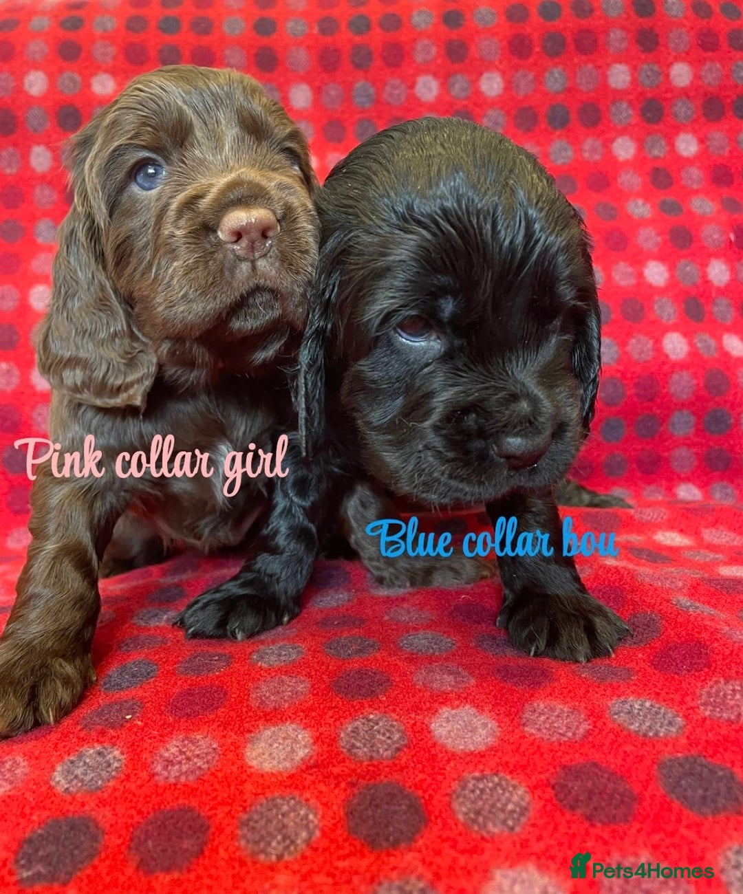 Cocker Spaniel dogs for sale: KC registered working cocker spaniels ready 23/11 - Image 6