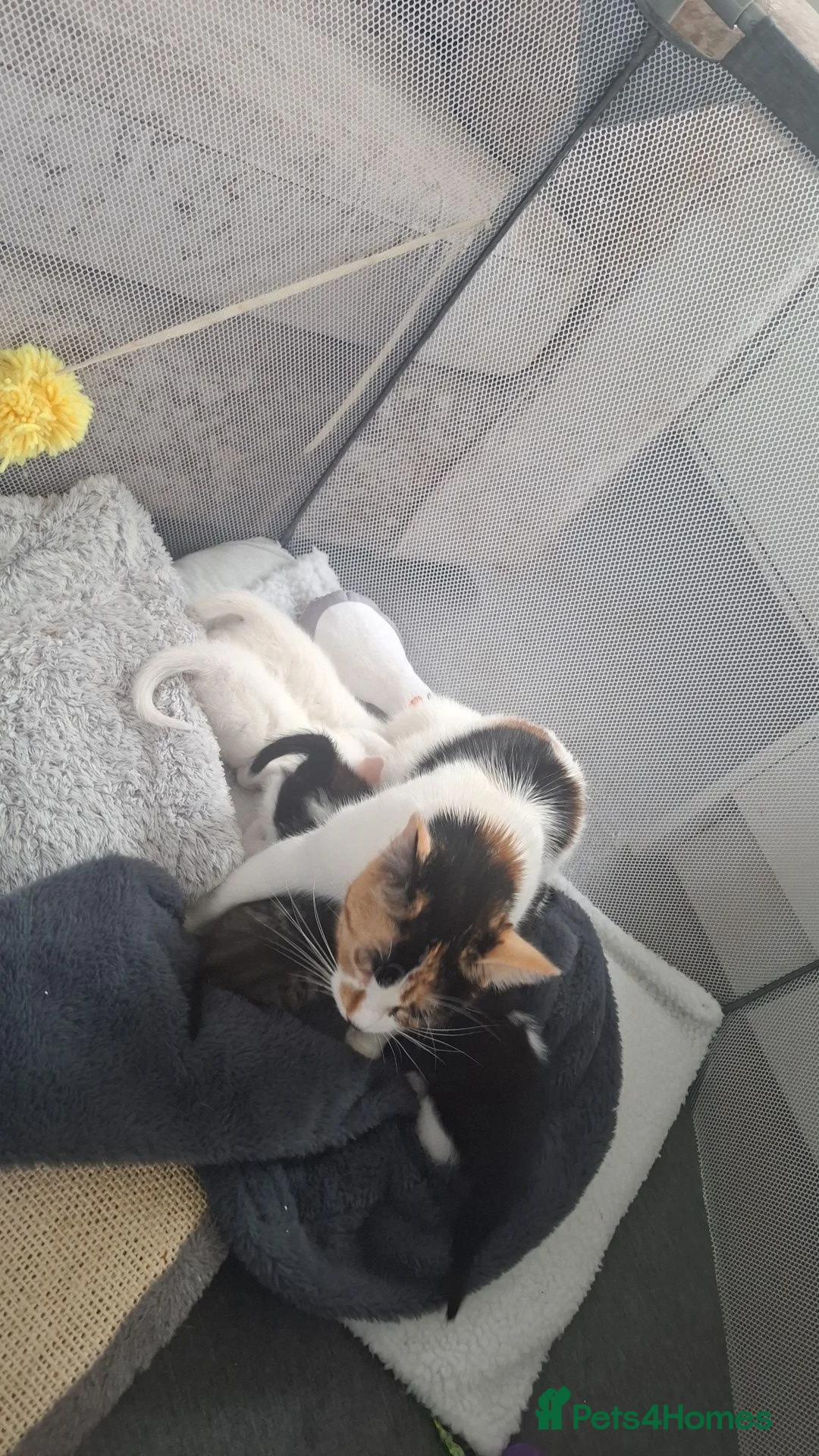 Mixed Breed cats for sale: Long haired kittens  - Advert 2