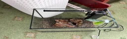 Bettas fish for sale: Fish tank suitable for long fin bettas  - Advert 2