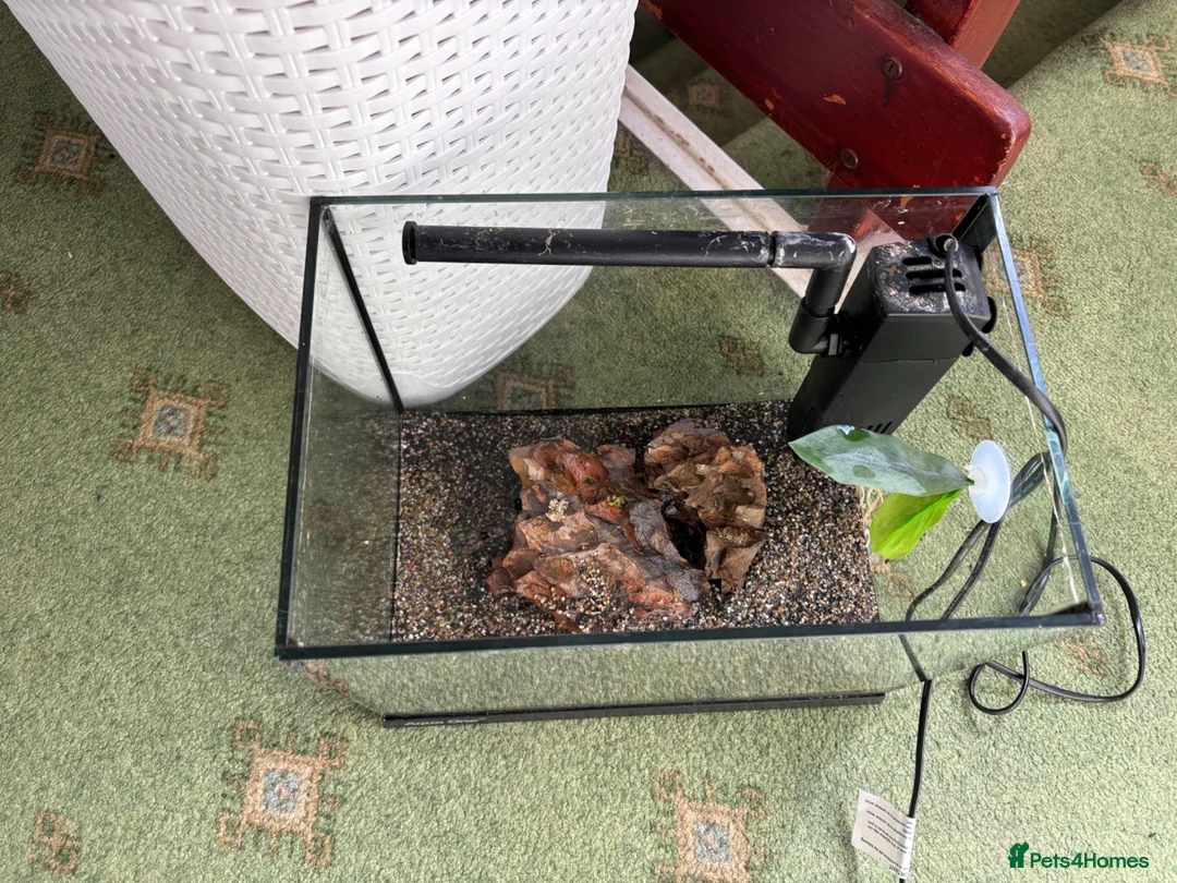 Bettas fish for sale: Fish tank suitable for long fin bettas  - Advert 2