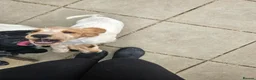 Cocker Spaniel dogs for sale: Cocker spaniel puppy  in Goole - Advert 3