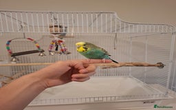 Budgerigars birds for sale: 1 Female and 1 Male Fully Tamed budgies with cage - Image 4