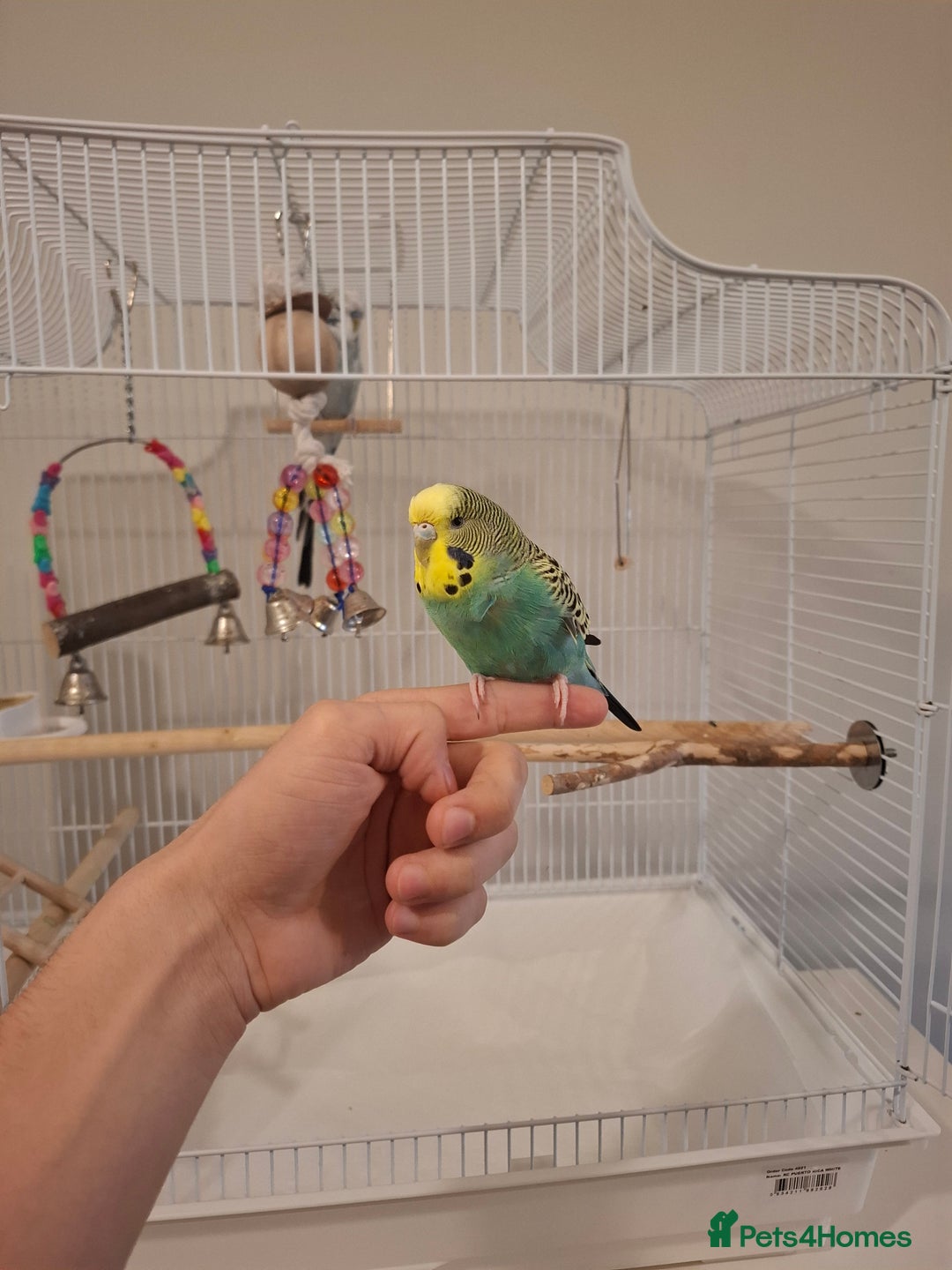 Budgerigars birds for sale: 1 Female and 1 Male Fully Tamed budgies with cage - Image 4