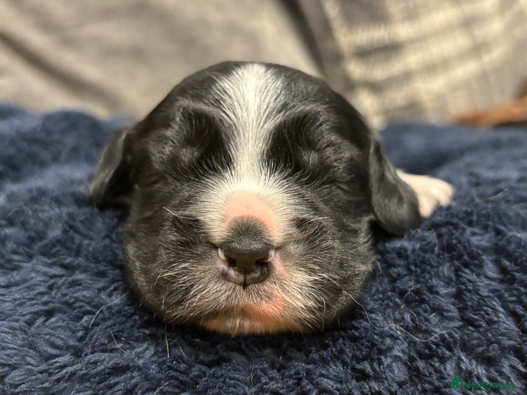 Cocker Spaniel dogs for sale: Show cocker spaniel puppies  - Advert 3