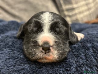 Cocker Spaniel dogs Show cocker spaniel puppies - Advert 3