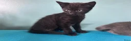 Mixed Breed cats for sale: Sweet sociable kittens - Advert 18