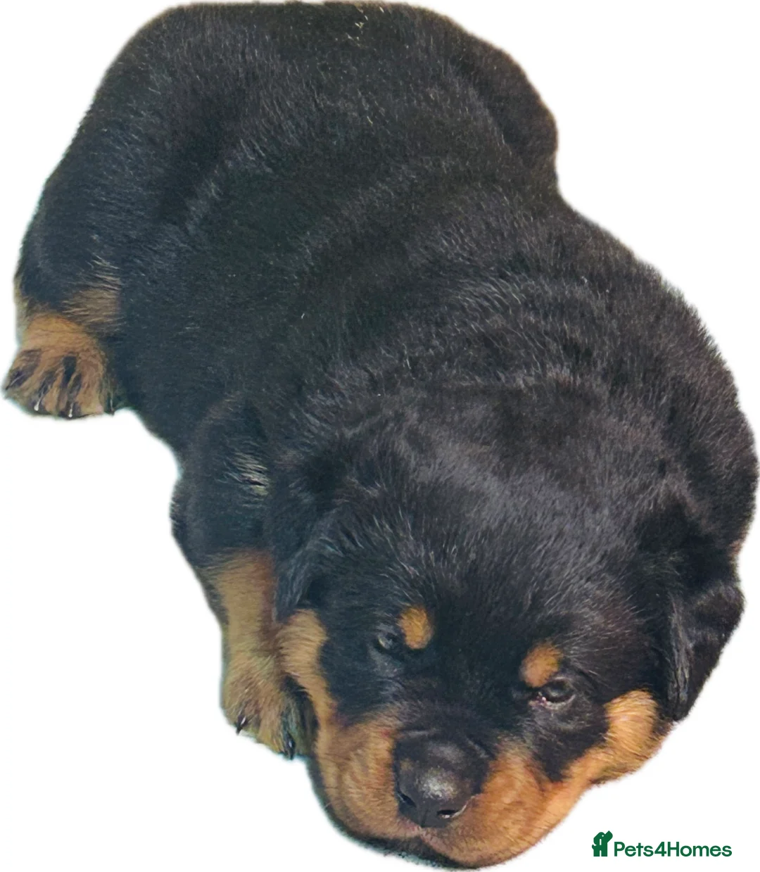 Rottweiler dogs for sale: Stunning KC registered Rottweiler puppies for sale - Advert 4
