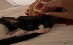 Domestic Shorthair cats for sale: Lovely kitten looking for new home  - Image 4