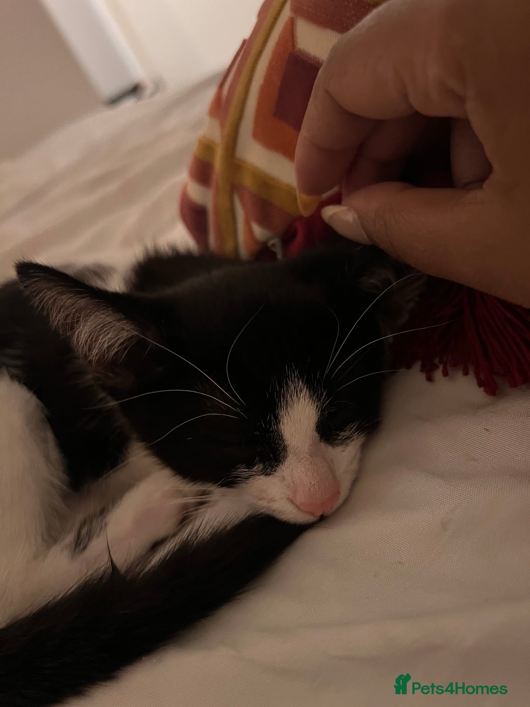Domestic Shorthair cats for sale: Lovely kitten looking for new home  - Image 4