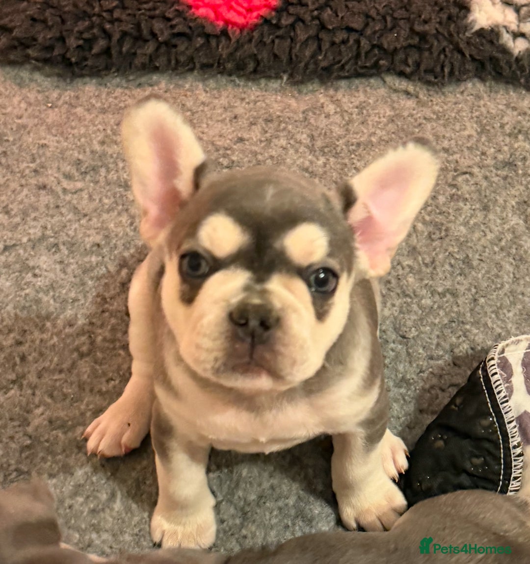 French Bulldog dogs for sale: French Bulldog Puppies - Advert 8
