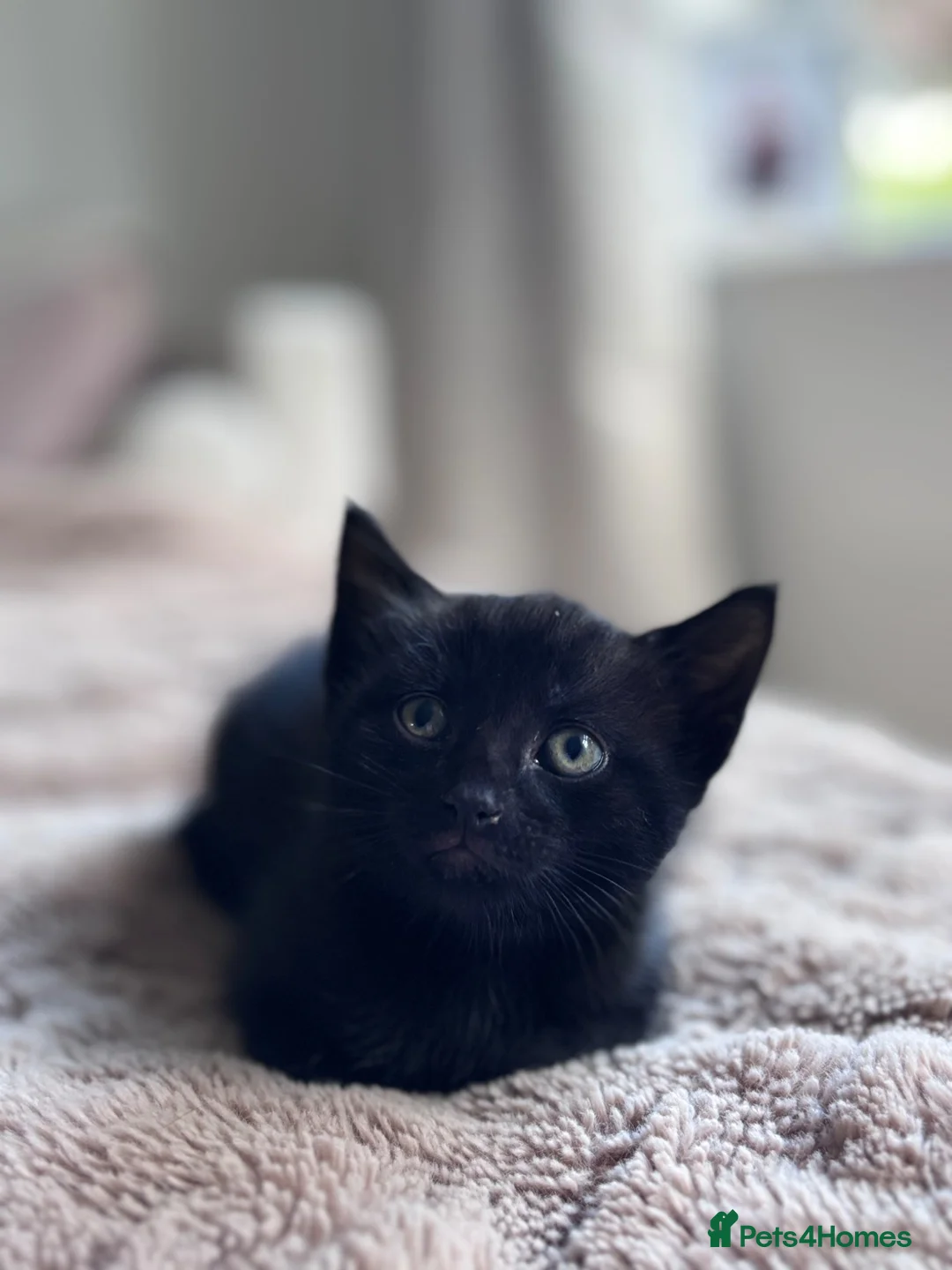 Mixed Breed cats for sale: 4 playful boy kittens looking for forever homes  - Advert 2