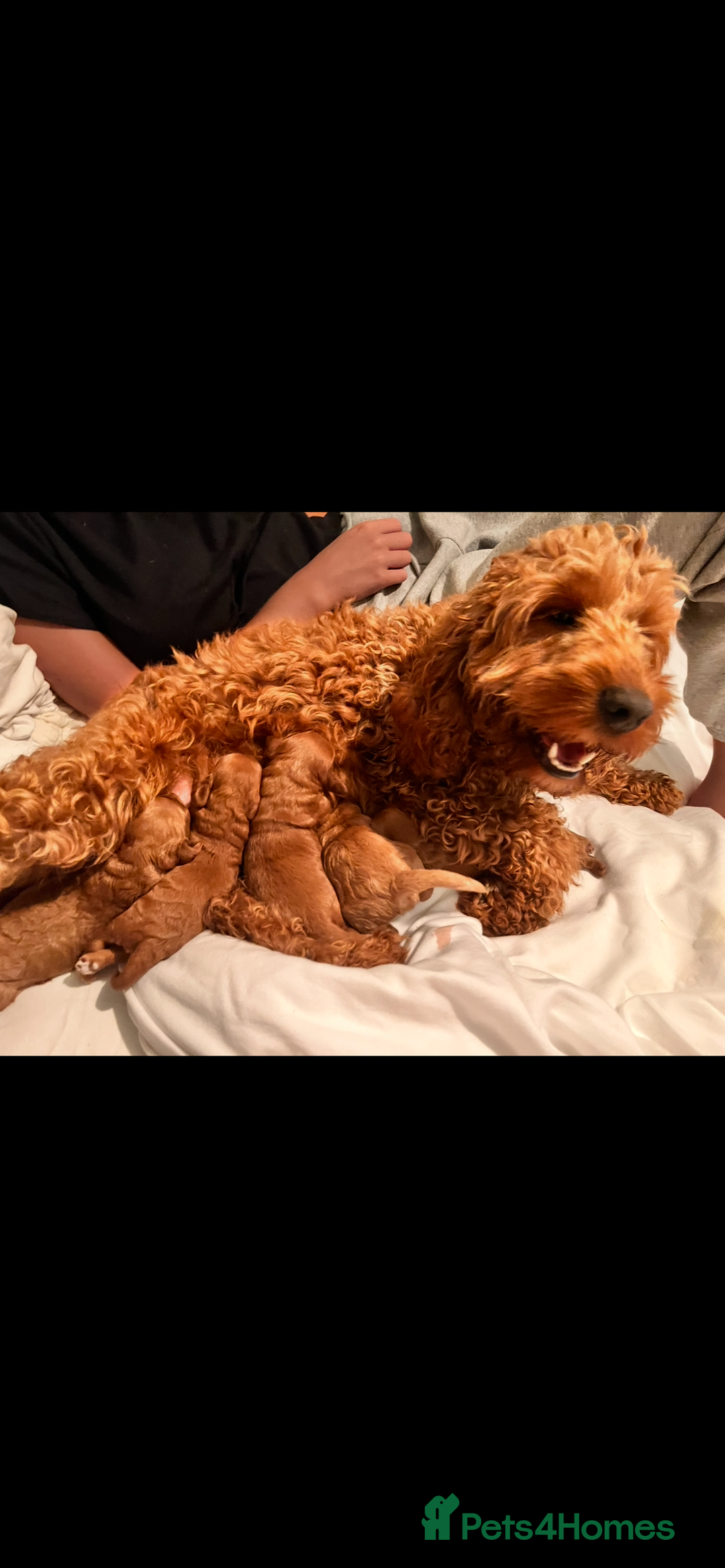 Cockapoo dogs for sale: CockapooS red toy  size show type  - Image 1