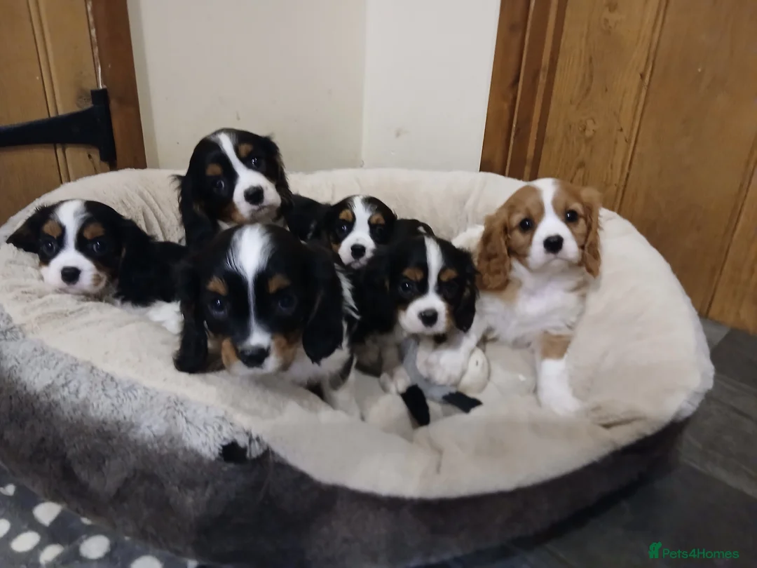 Cavalier King Charles Spaniel dogs for sale: Beautiful puppies - Advert 6