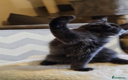 Maine Coon cats for sale: 25% OFF PURE MAINE COONS FROM CHAMPION BLOODLINE! - Image 32