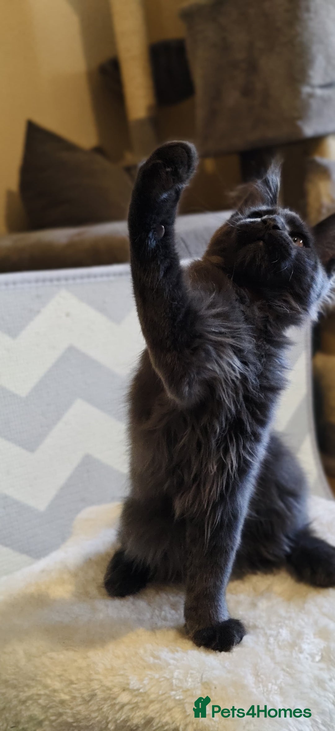Maine Coon cats for sale: 25% OFF PURE MAINE COONS FROM CHAMPION BLOODLINE! - Image 32