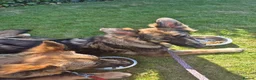 German Shepherd dogs for sale: 2 German shepherds one male one female in Sevenoaks - Advert 21