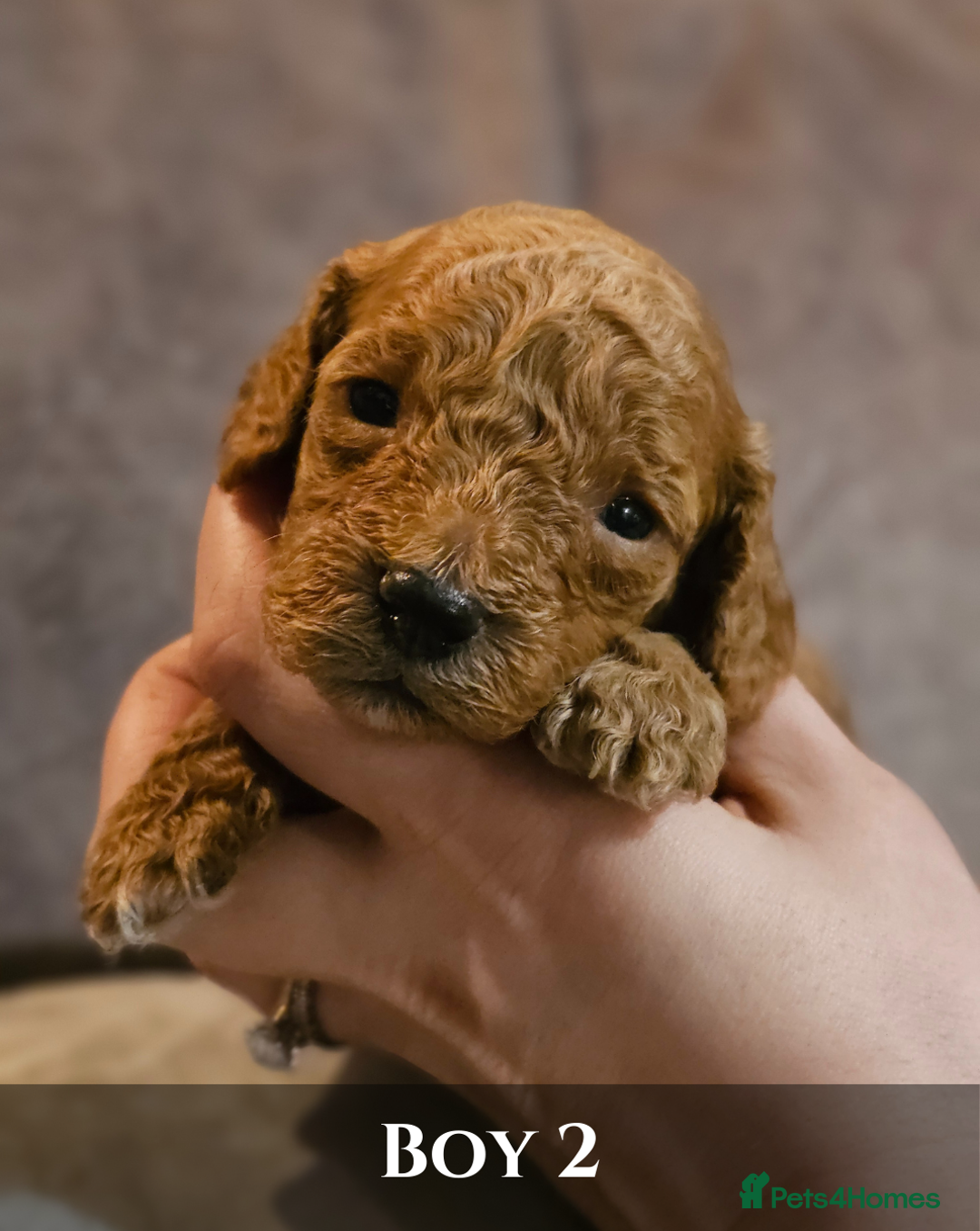 Cavapoo dogs for sale: 5 Beautiful Deep Red F1B Cavapoo Pups - Advert 14