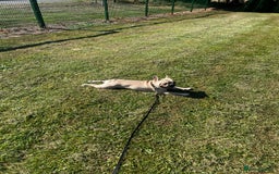 French Bulldog dogs for sale: Male French Bulldog 11 months old - Image 3
