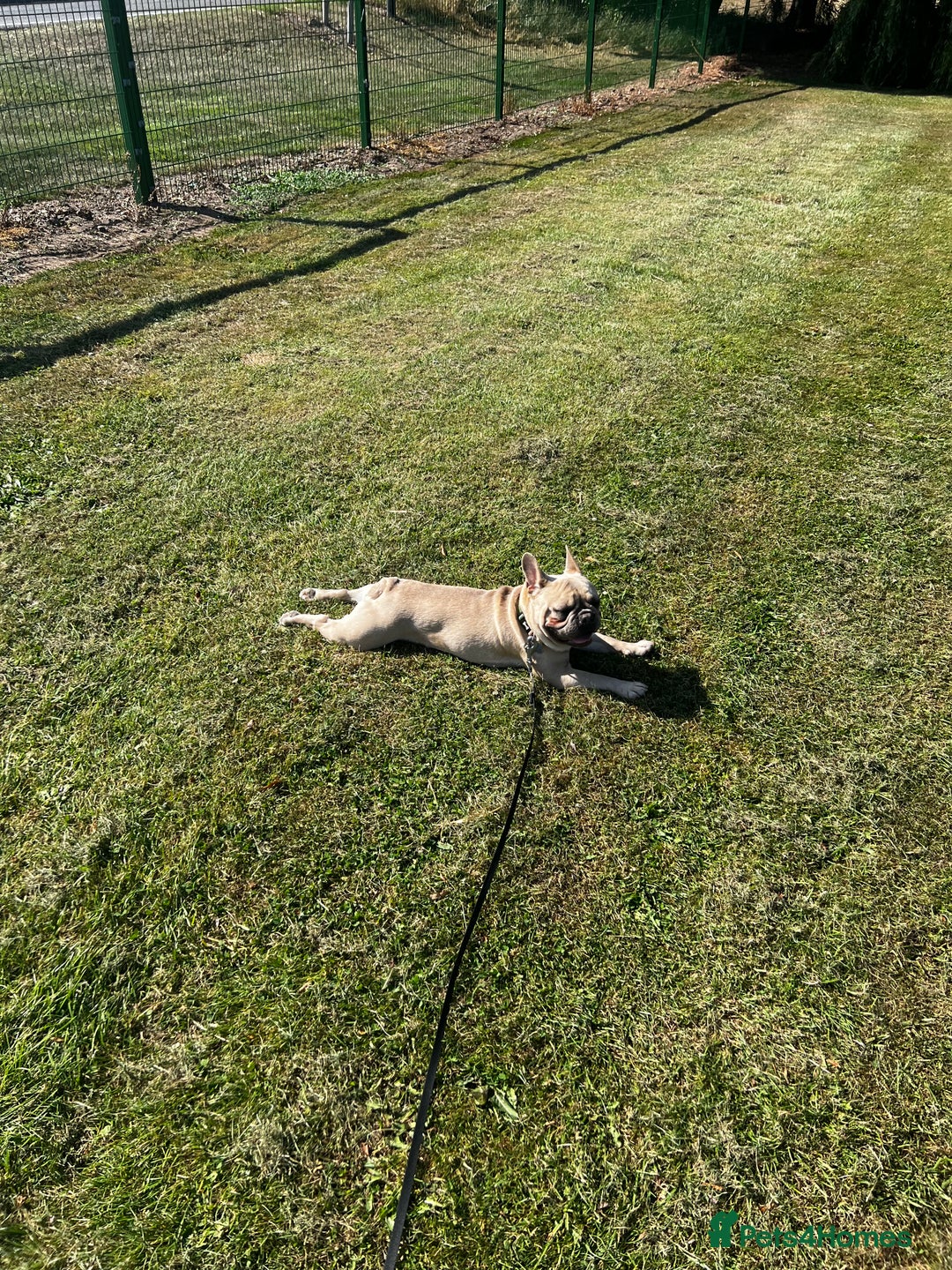 French Bulldog dogs for sale: Male French Bulldog 11 months old - Image 3