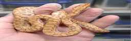 Boa Snake reptiles for sale: Rainbow Boa T-Albino - Advert 6