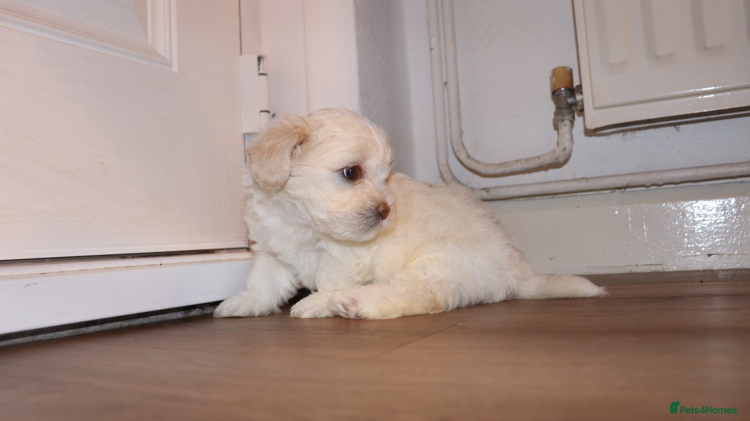 Havanese dogs for sale: Havanese - Advert 8
