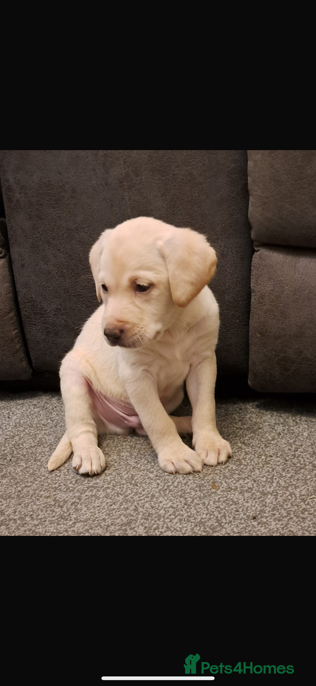 Labradoodle dogs for sale: Mr Miller Full Labradour Boy   - Advert 8