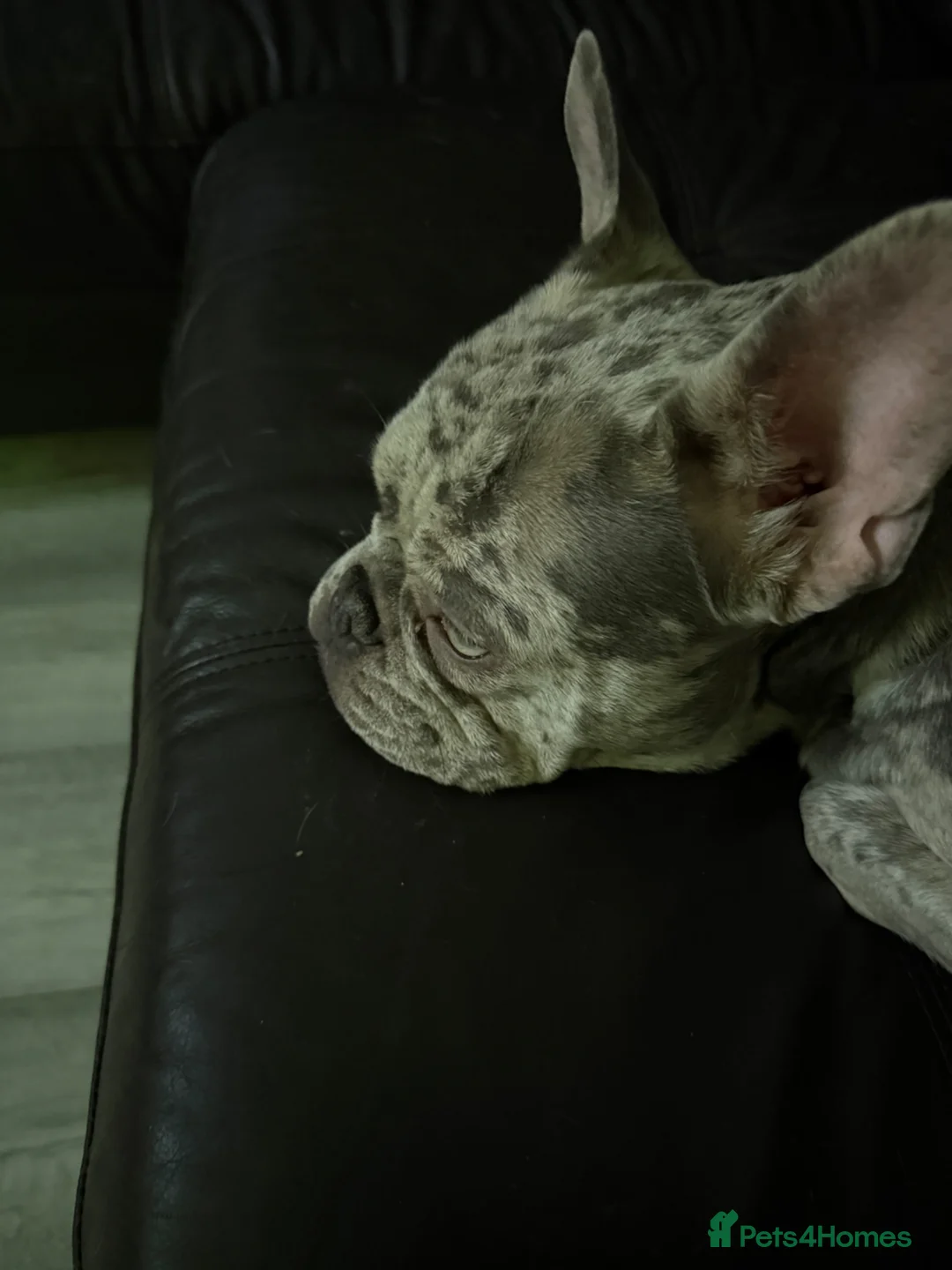 French Bulldog dogs for sale: 11 month old French bulldog female Merle  - Advert 2