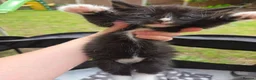 Mixed Breed cats for sale: 3 boys and 1 girl looking for  loving home in Walsall - Advert 2