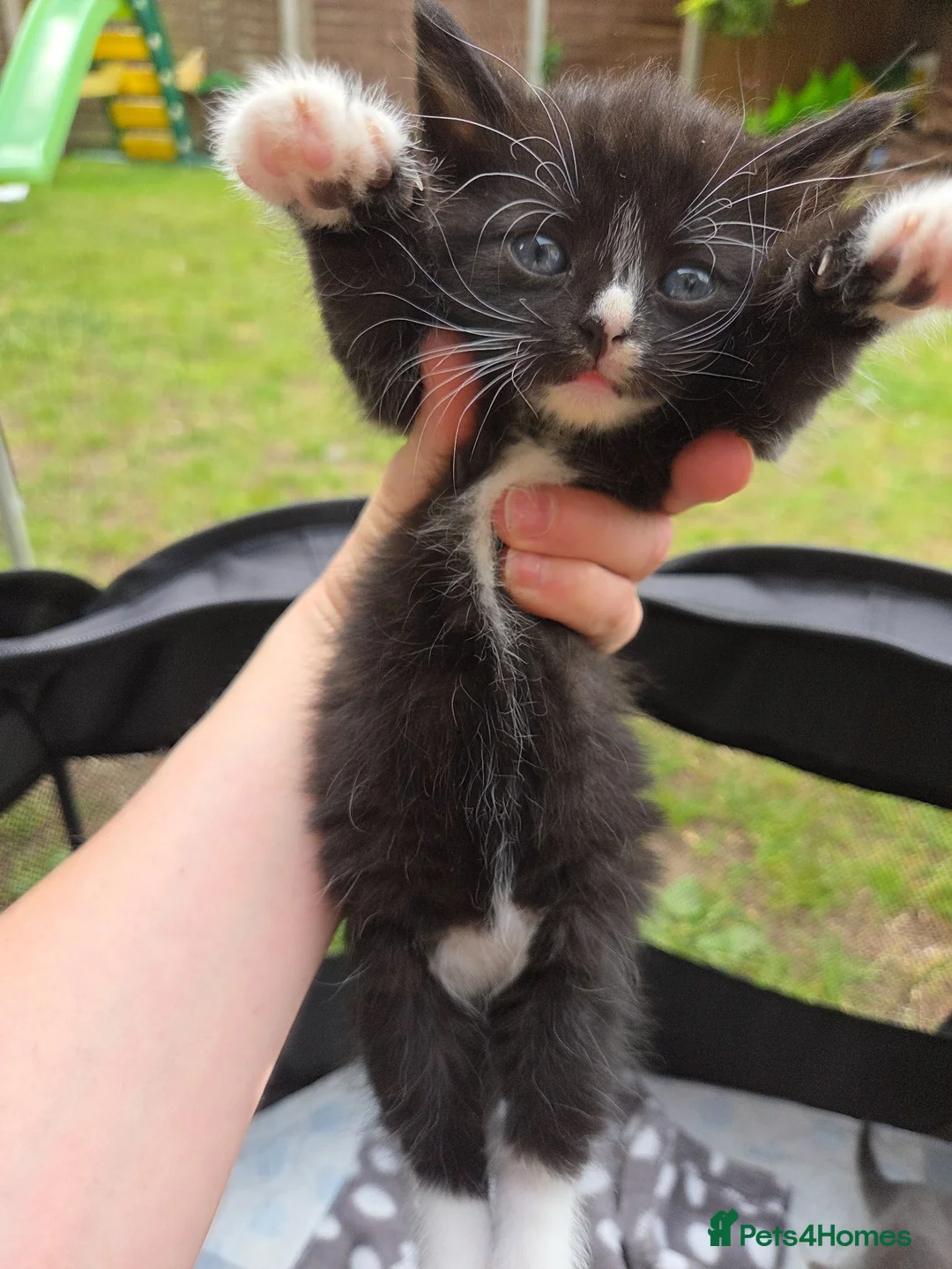 Mixed Breed cats for sale: 3 boys and 1 girl looking for  loving home in Walsall - Advert 2