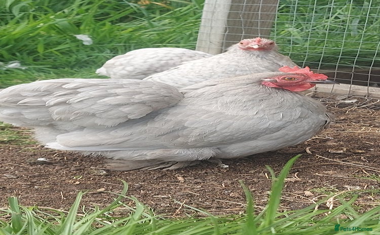 Chickens poultry - Advert 5