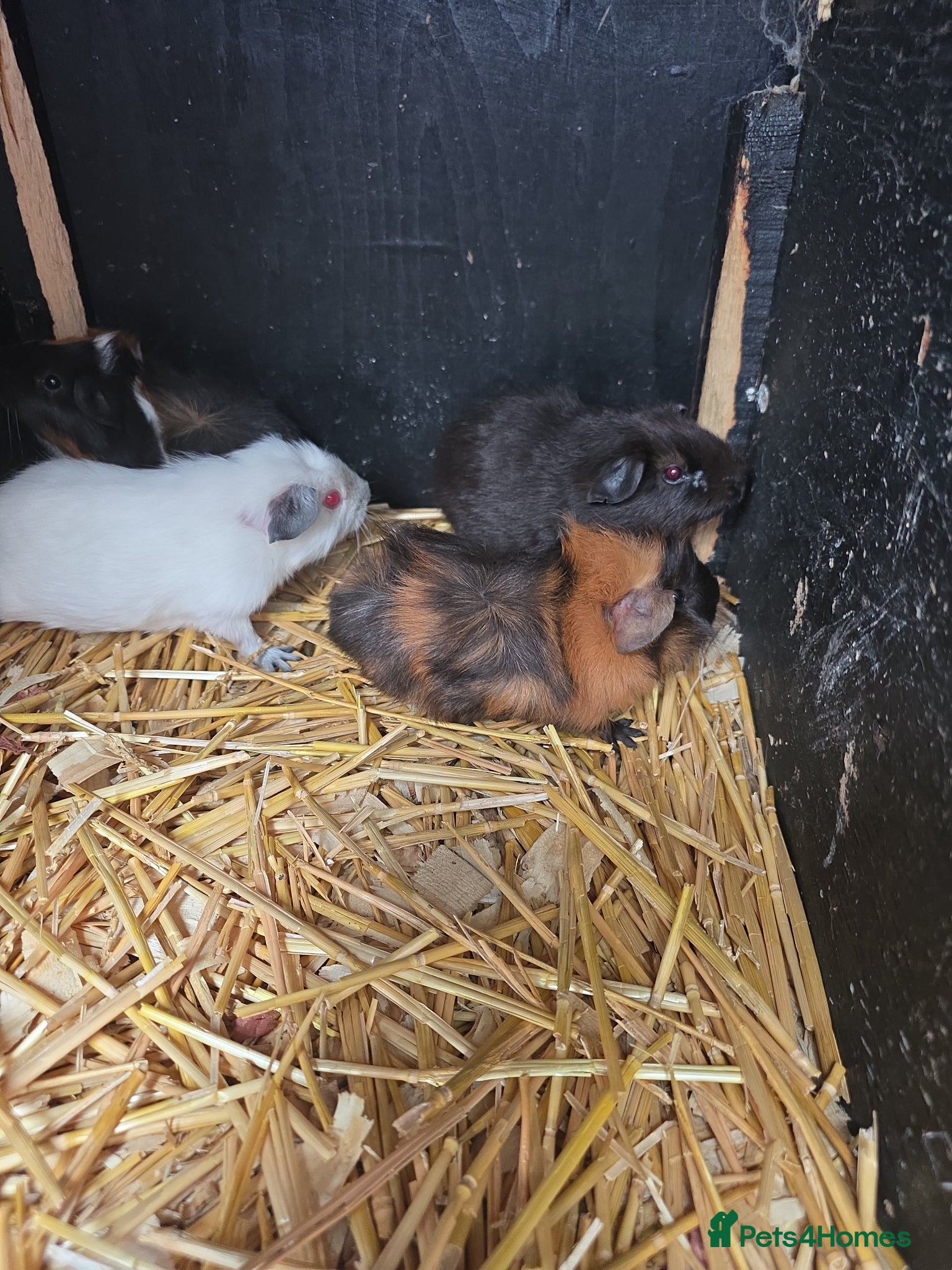 Guinea Pig rodents Baby guninea pigs - Advert 1