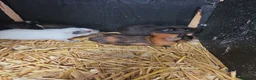 Guinea Pig rodents for sale: Baby guninea pigs - Advert 1