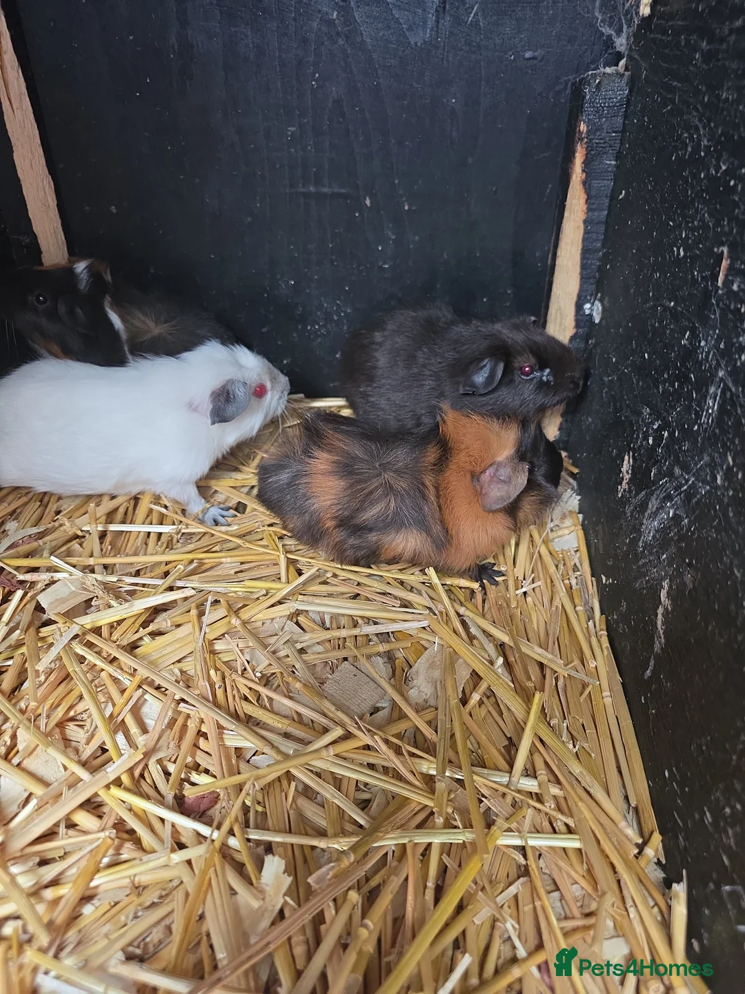 Guinea Pig rodents for sale: Baby guninea pigs - Advert 1