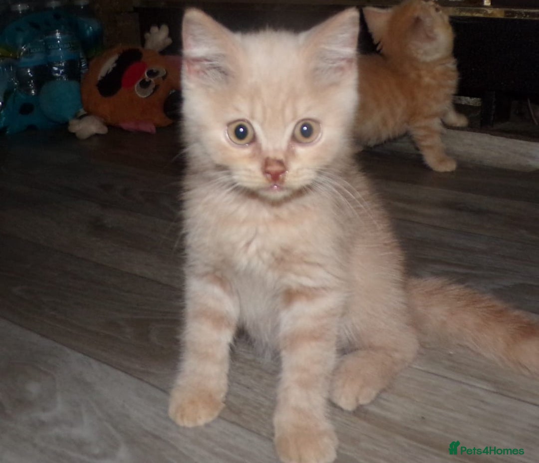 British Shorthair cats for sale:  ✨️ Joyful British Shorthair Kittens ✨️ - Image 7