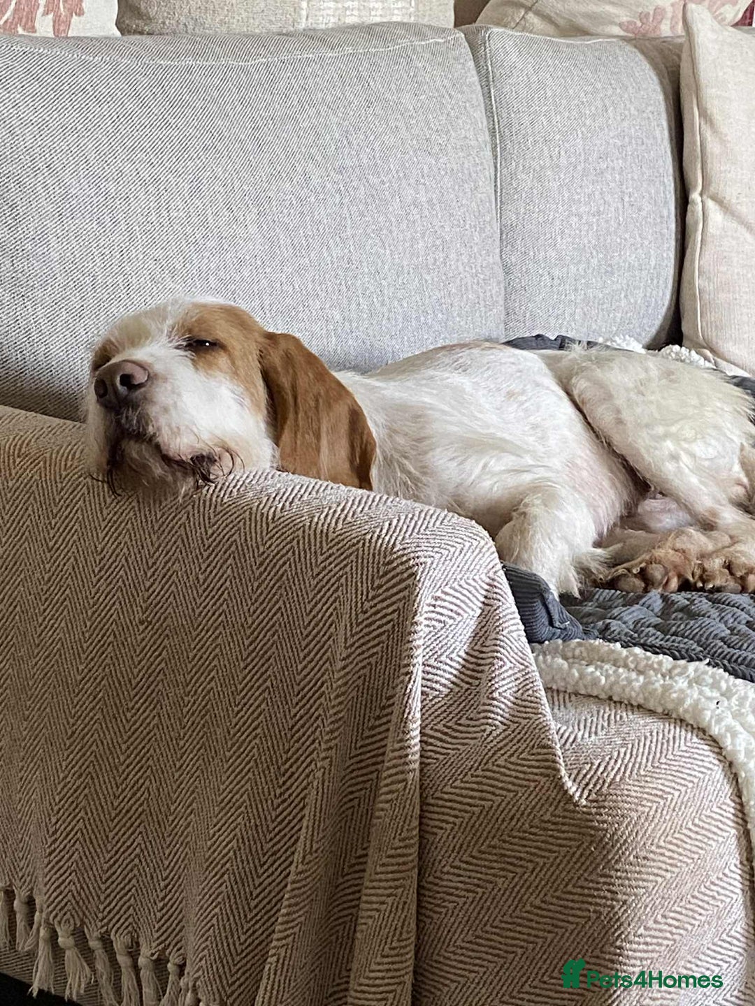 Mixed Breed dogs for adoption: Lovely Polly Griffon X looking for adoption - Advert 7