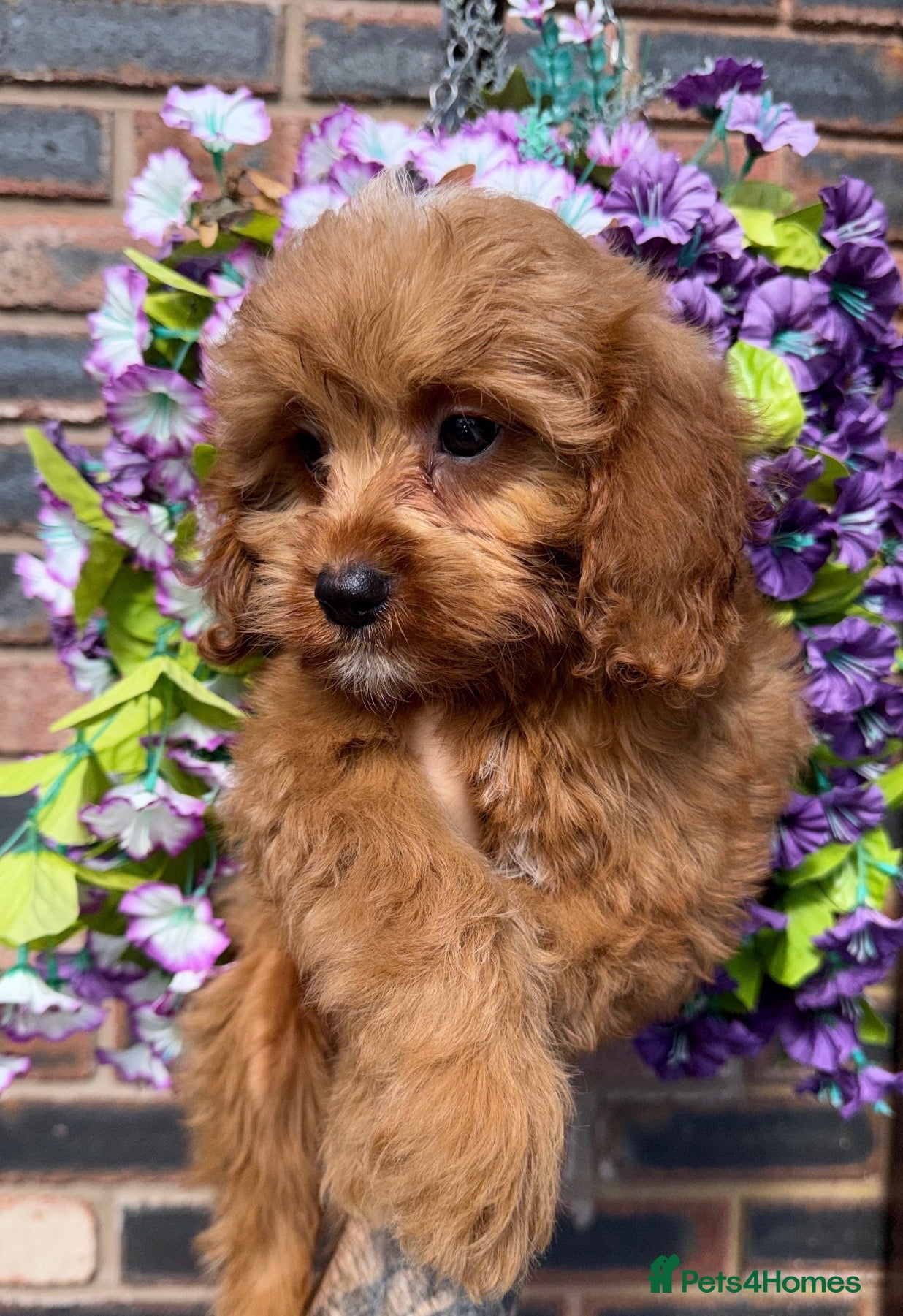Cavapoo dogs 💙🩵Stunning Red Cavapoos boys 💙🩵 - Advert 2