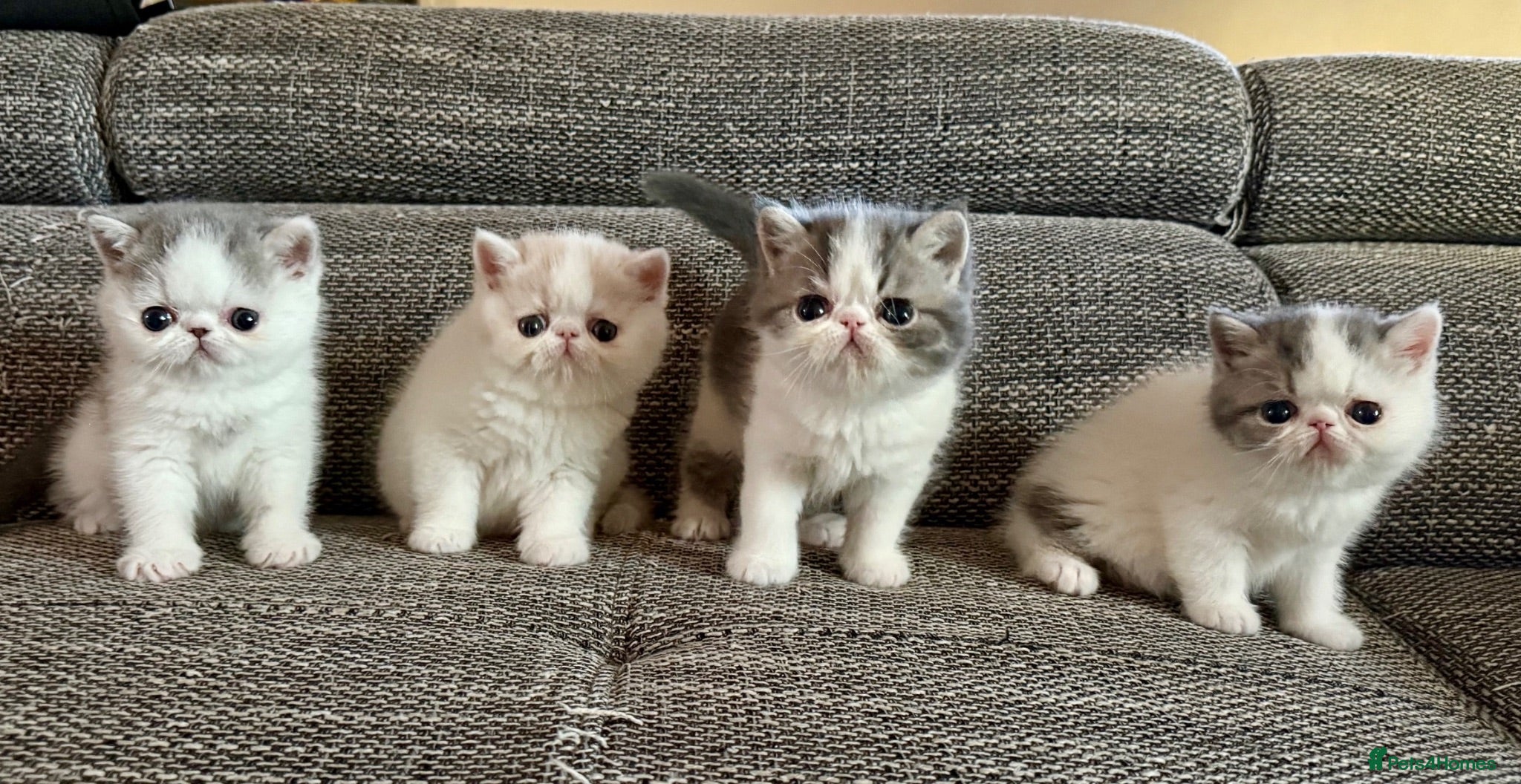 Exotic cats Outstanding Exotic Shorthair Kittens - Advert 1