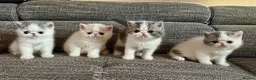 Exotic cats for sale: Outstanding Exotic Shorthair Kittens - Advert 1