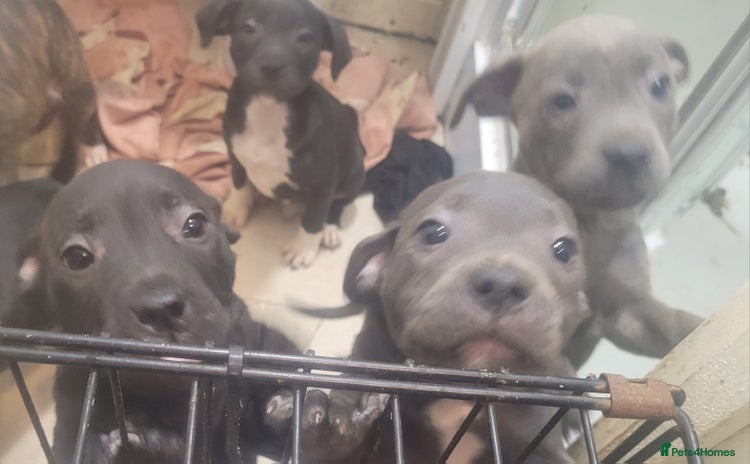 Staffordshire Bull Terrier dogs - Advert 4
