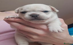 French Bulldog dogs for sale: Chunky french bulldog - Image 11