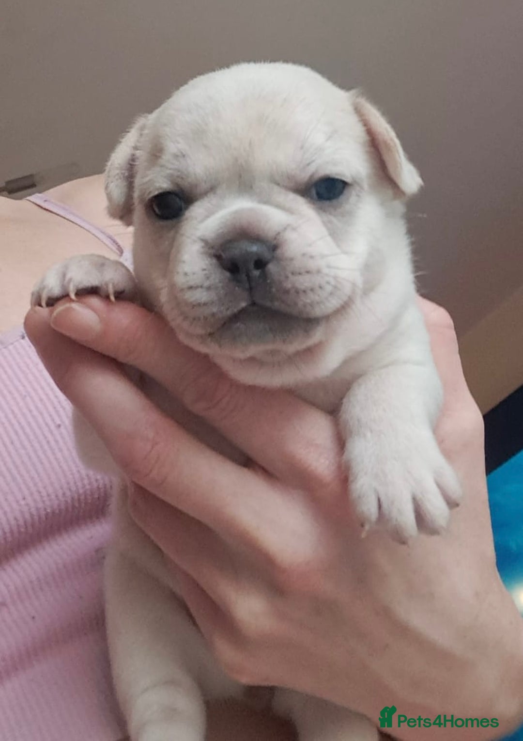 French Bulldog dogs for sale: Chunky french bulldog - Image 11