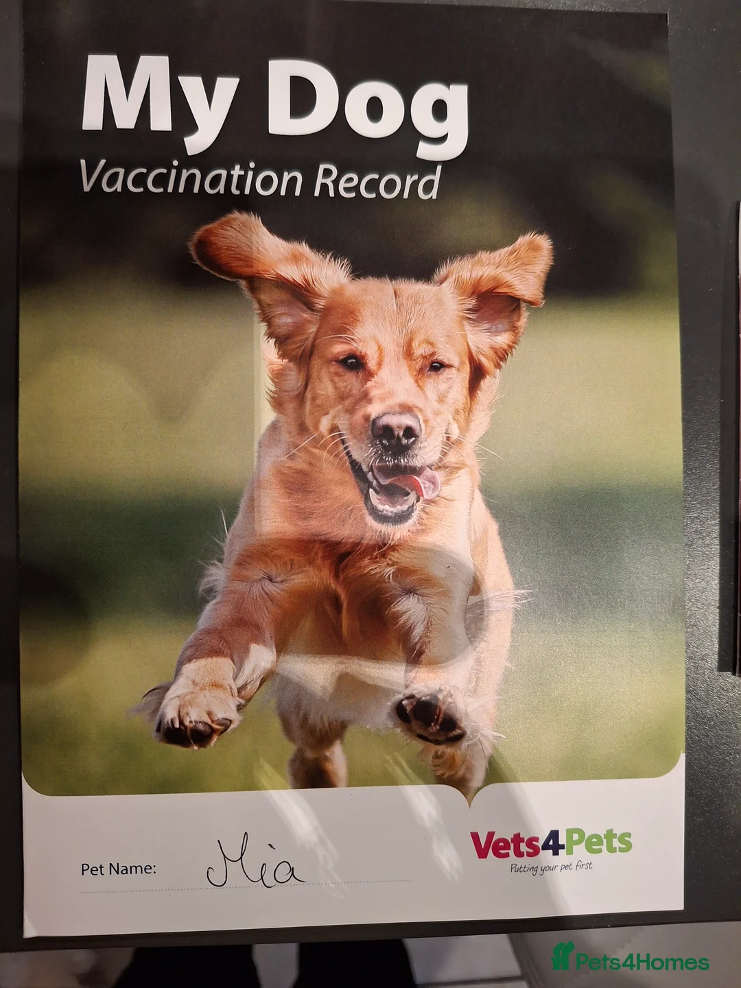 Pomeranian dogs for sale:  **  Pedigree  **  Girl Pomeranian in Port Talbot - Advert 9