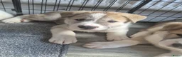Huskita dogs for sale: Huskita male puppy   - Advert 2