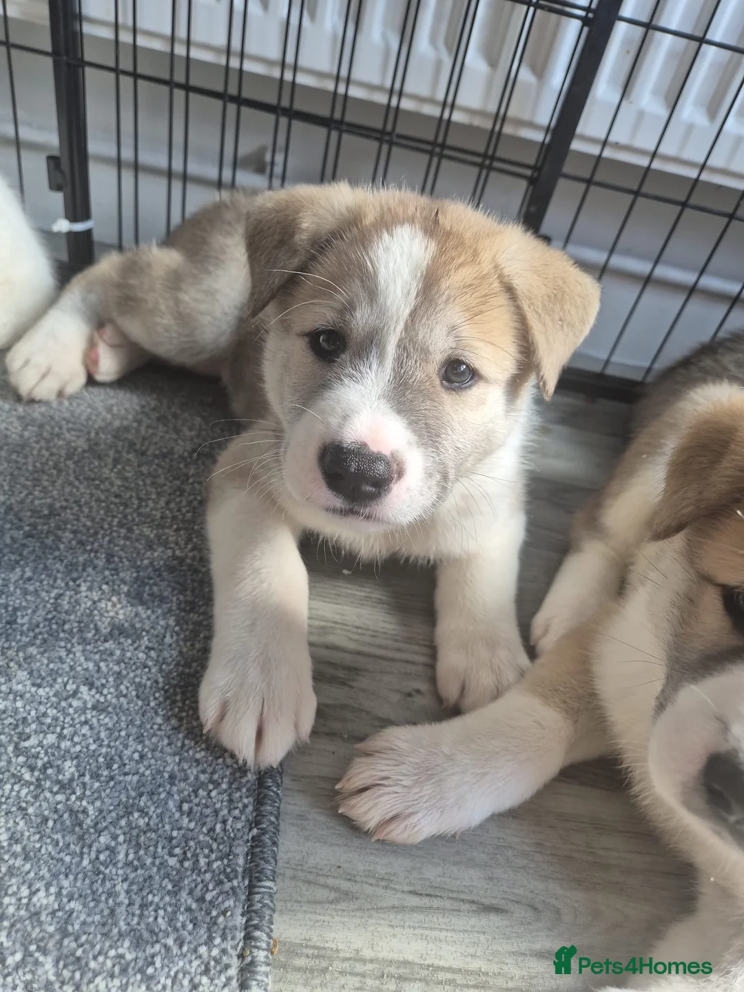 Huskita dogs for sale: Huskita male puppy   - Advert 2