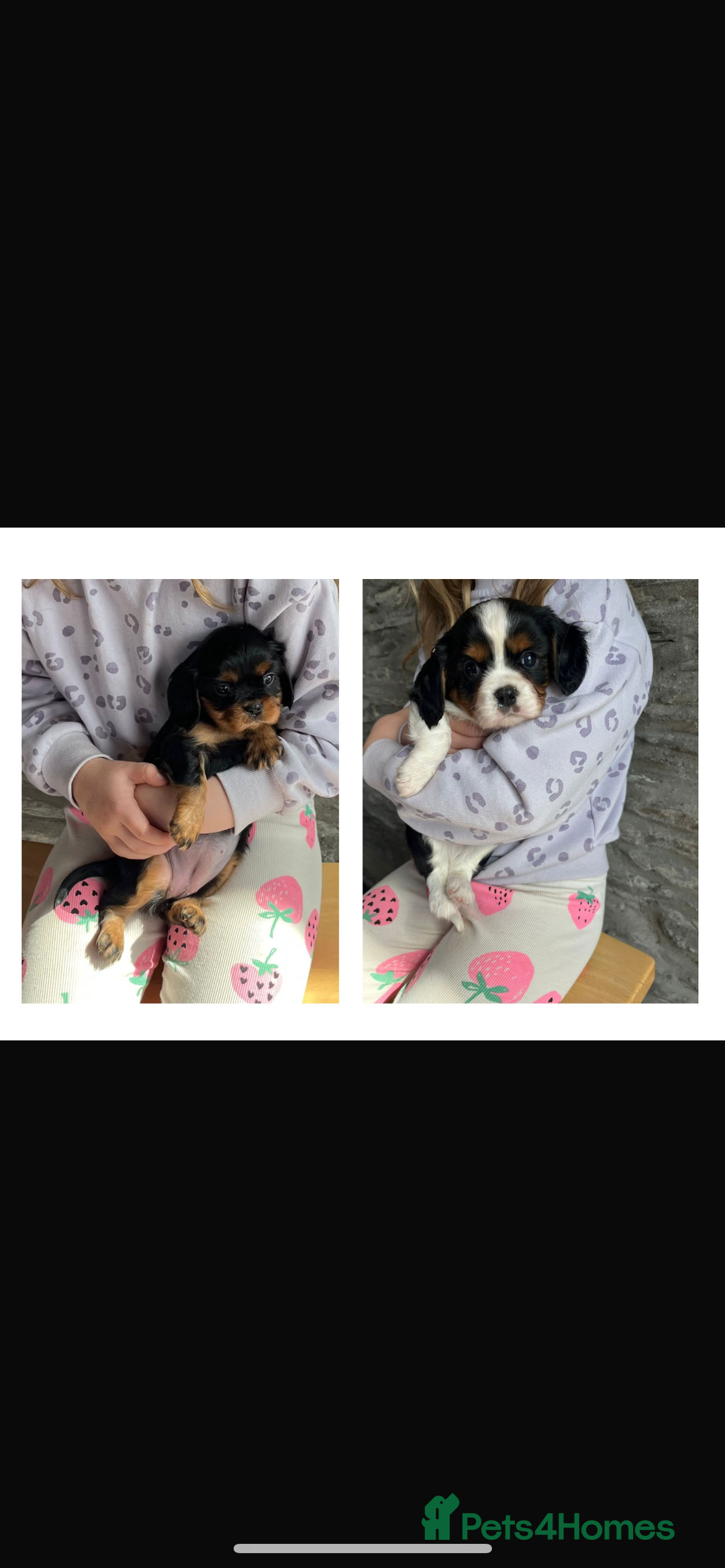 Cavalier King Charles Spaniel dogs for sale: ⭐️ fully Health tested KC reg cavalier puppies  - Image 1