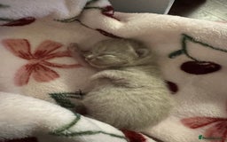 British Shorthair cats for sale: British short hair kittens  - Image 12