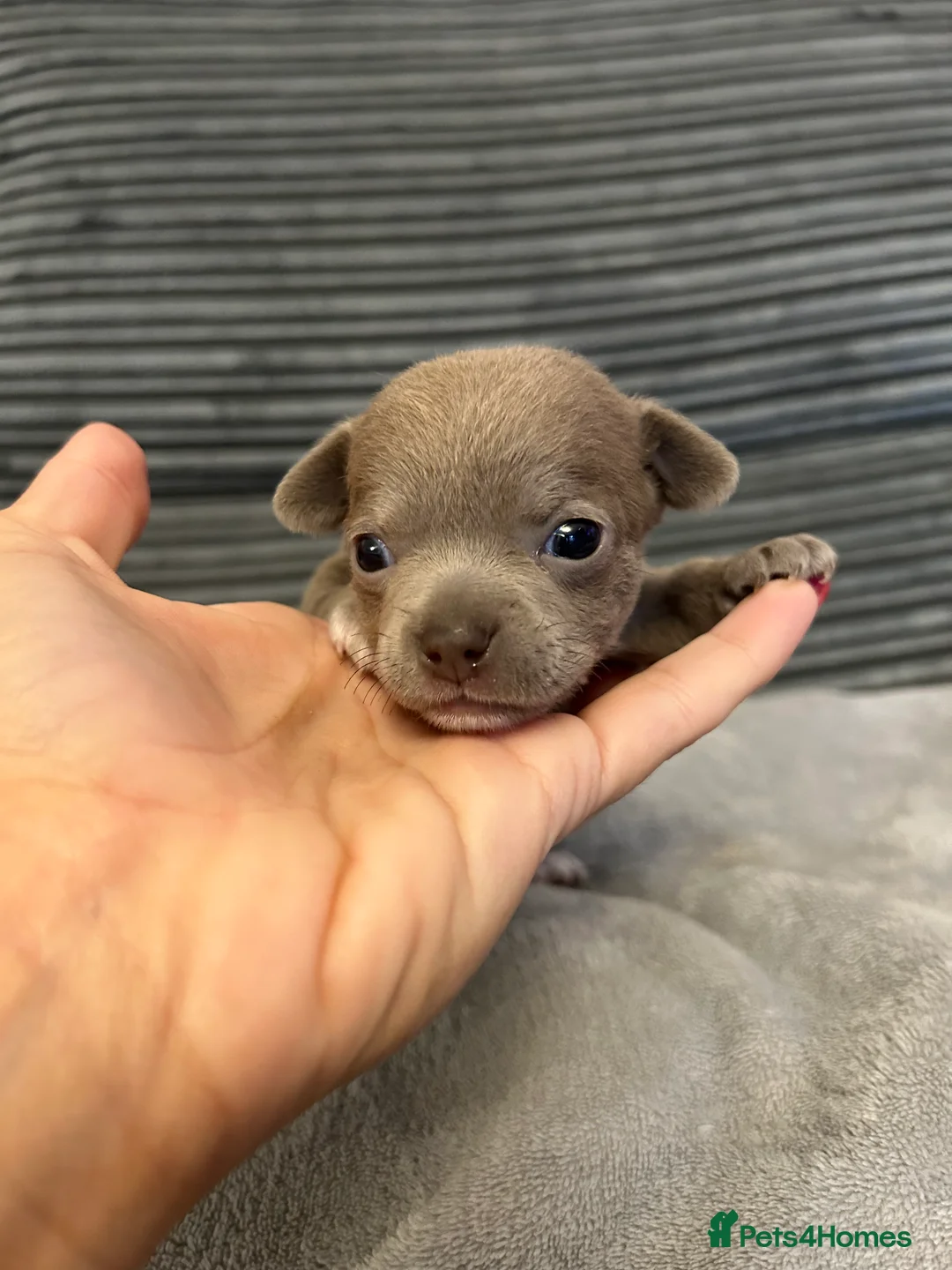 Chihuahua dogs for sale: 2 stunning short hair chihuahua females - Advert 2