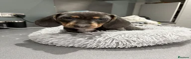 Miniature Dachshund 1